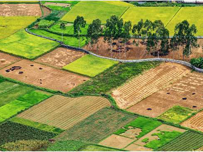 Ph&ograve;m ch&ocirc;n sổ đỏ